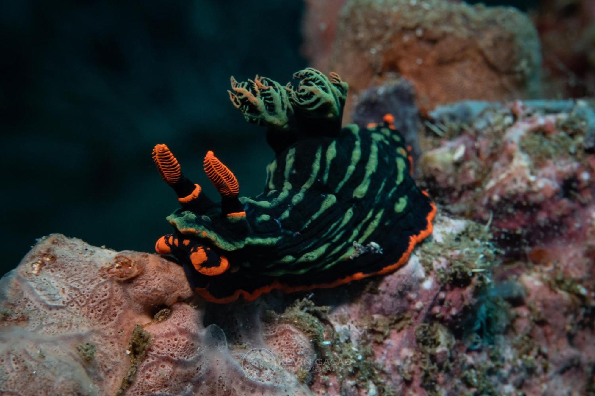 Vitaminsea Room Dauin Luaran gambar