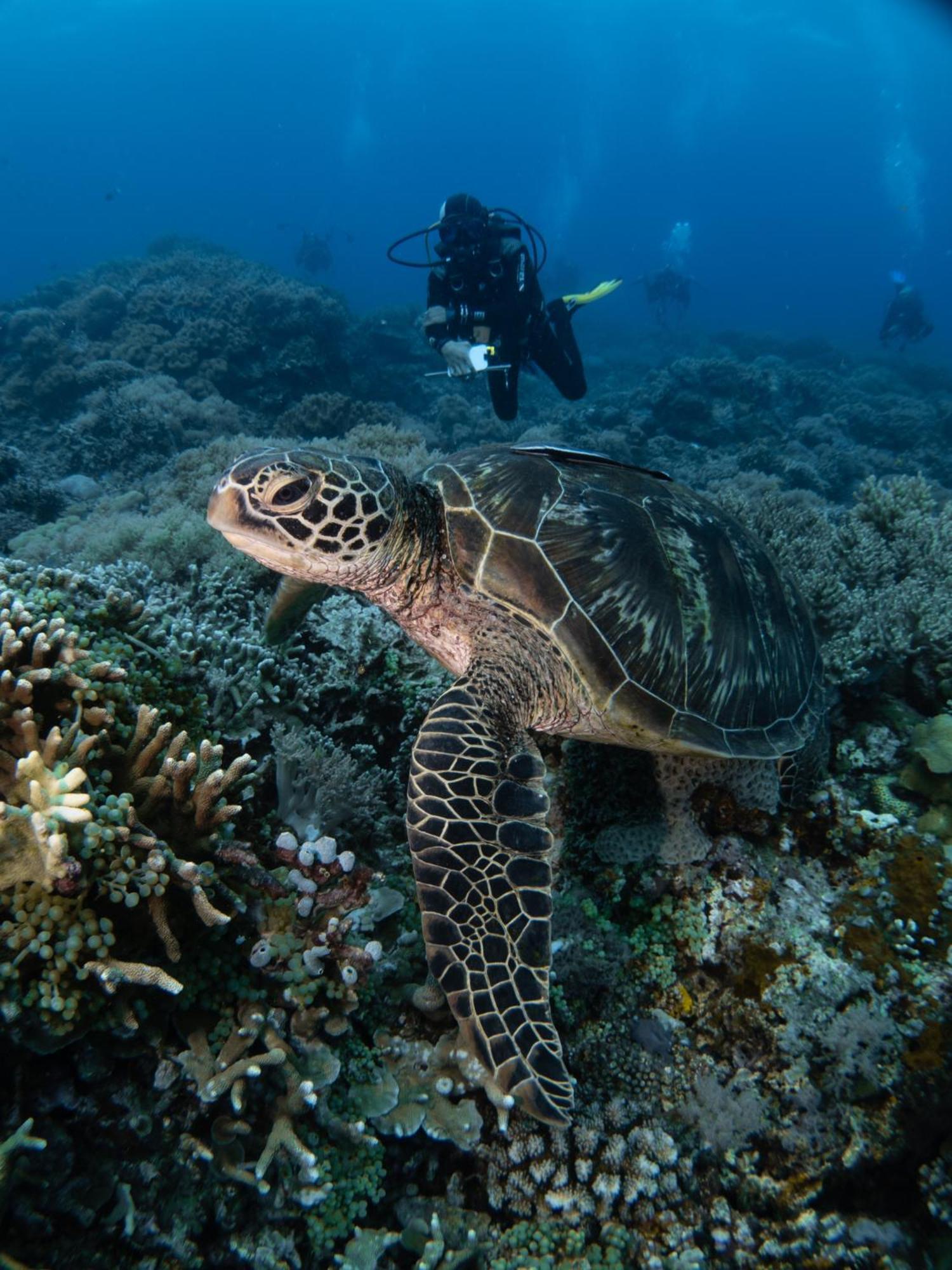 Vitaminsea Room Dauin Luaran gambar