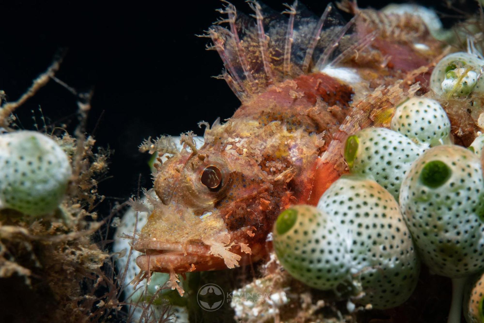 Vitaminsea Room Dauin Luaran gambar